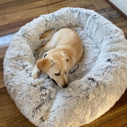 Pet Calming Dog Bed